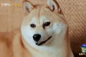 黄磊、何炅还在，但《向往的生活》变味了图片