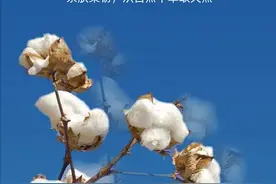 新疆棉花事件：背后推手竟是某大学高材生，因爱慕虚荣而成为汉奸图片