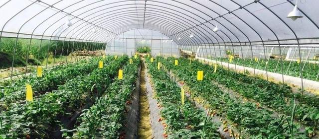 别老看别人的大棚了！避开这5大误区，你也可以建出高产草莓棚