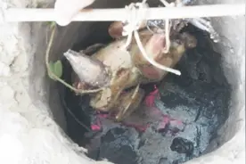 野外生存：生存哥自制神器捉鸡，地窖烤鸡味道就是香视频封面