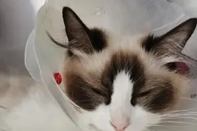 猫咪到底为什么绝育后还会发情呢？图片