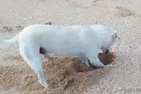 带狗狗去海滩玩它却对着沙子一顿猛刨，主人走近后直呼：是好东西图片