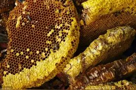 浅谈真假蜂蜜价格图片