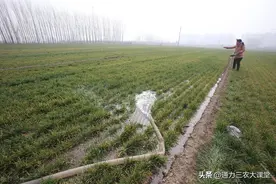 五一浇小麦好不好，小麦高产水肥管理技术，看别人如何亩产上千斤图片