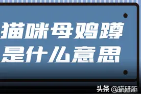 猫咪“母鸡蹲”长什么样？图片