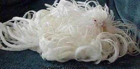 黄绿鱼鳞鹦鹉