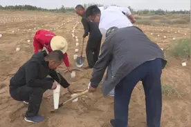 神奇的一次性水杯让梭梭终生不再浇水图片