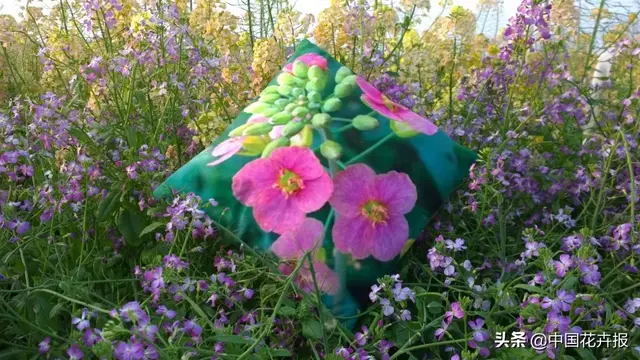北国杏花初绽，江南已是油菜花漫山，“可甜可盐”的彩色油菜花，爱了！