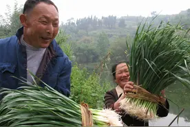 这蔬菜是“天然青霉素”，既便宜还消食化积，老人孩子常吃好处多图片