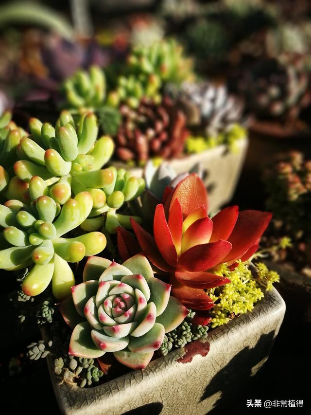 多肉植物卡通布景(多肉植物造型布景)-措必培