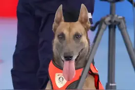 搜救犬二驴比赛不听指令却火爆全网，网友：今天的快乐都是它给的图片