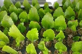 长寿花叶子不要扔，留着扦插繁殖，1片叶子长出1棵长寿花图片