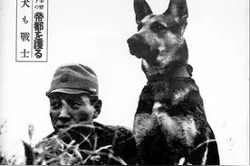 日本战败后，作为侵略者帮凶的军犬，又是怎样的下场图片