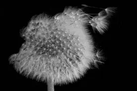 蒲公英的约定 ‖ 作者：薄荷淡香 主播：李多尚文（唯美）图片