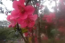 如何将南滨路打造成新的重庆城市名片图片