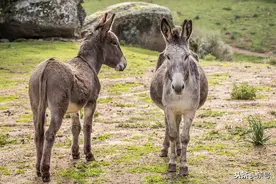 两头驴子的故事图片