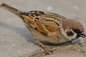 为什么很少能看到死去的麻雀？它们寿命是多少？看完总算明白了图片