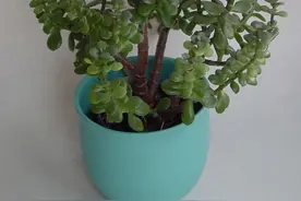 养植物不懂修剪，容易招惹病虫害，花朵越开越少，赶紧来学学吧图片