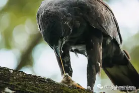 “老鹰抓小鸡”在新加坡真实上演！整只手无情地被吞下肚……图片