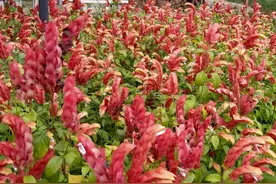 沧海月明珠有泪图片