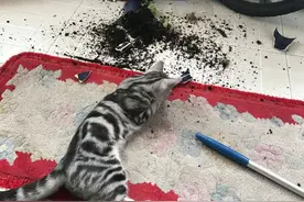 三天不打上房揭瓦，猫咪拆家行为大赏图片