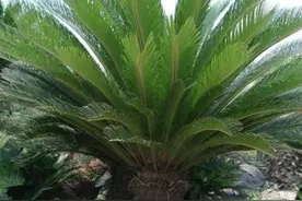 铁树开花是什么样子，难得一见的铁树花，为什么很少开放图片
