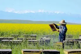 美国为什么挡不住进口中国蜂蜜？图片