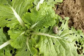 蜗牛横行菜地，老农自创四个土招，不用农药，蜗牛逃之夭夭图片