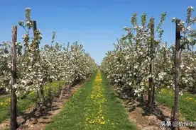 阿维菌素、吡虫啉、灭幼脲、螺虫乙酯等，果园常用的农药简介图片