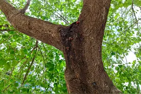 果树体内钻入蛀虫，喷施农药效果差，农业专家告诉你如何防治图片
