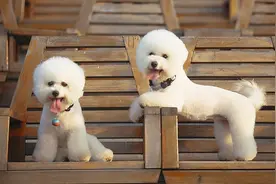 纯种比熊犬和串串比熊犬，谁更好养？图片