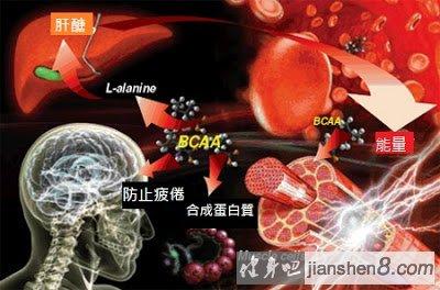 健身补剂：支链氨基酸BACC