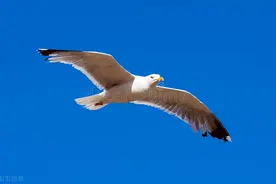 谈谈诗的押韵及其禁忌，不押韵者也是诗吗？图片