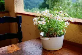 现代诗《人淡如菊》图片
