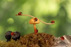 幽默段子：世上没有绝对的公平图片