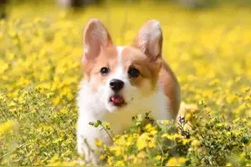 民间歇后语图片