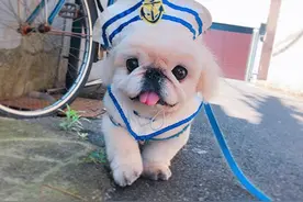 京巴hoyan是一只精致狗狗，有许多可爱的小衣服和帽子图片