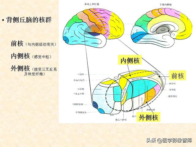 脑干、小脑及间脑解剖