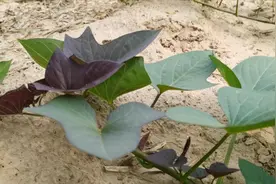 红薯控旺为何效果差？掌握好时间和方法，不旺长，产量高图片