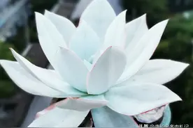 多肉叶片干瘪并慢慢脱落，而且一点都不见长，多半是根系有问题图片