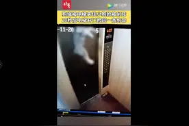 惊险！小狗进电梯遇关门被牵引绳卡半空图片
