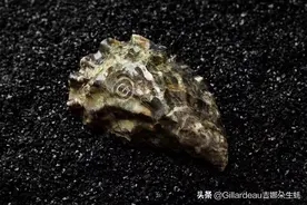 吉娜朵追星之旅 | 米其林级生蚝无比珍贵的背后图片