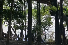 惊！在树丛建树屋、霸地违建、乱搭雨棚？！桂城快速拆除多处违建！图片