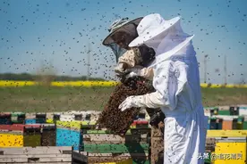 如果蜜蜂有思想，还会勤劳吗？看工蜂劳动的动力，论养蜂人的是非图片