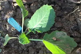 油菜科学使用多效唑，提高油菜苗素质和抗倒性，增产效果明显图片