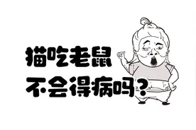 猫吃老鼠不会得病吗？图片