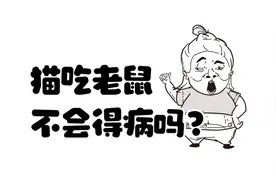 猫吃老鼠不会得病吗？图片