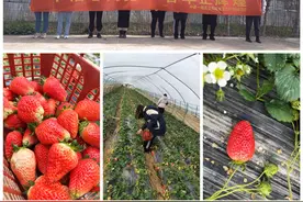 中建一局五公司盐城富力科创城项目组织“三八妇女节”摘草莓活动图片