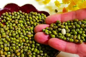 煮绿豆汤时，最忌直接下锅煮，多加2步，绿豆起沙又开花，真软糯图片