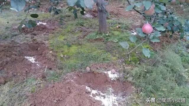 这份苹果管理周年施肥建议方案比较全面，果农们可以收藏备用